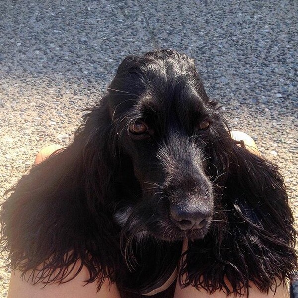 #LIFOPETS (120): Αυτά είναι τα κατοικίδιά μας