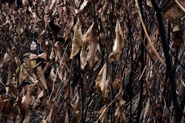 Ο Tamas Dezso φωτογράφισε με λυρικό τρόπο την αγροτική Ρουμανία