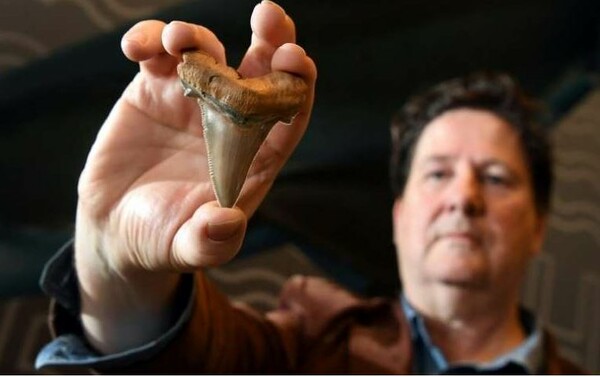 Σπάνια δόντια γιγαντιαίων προϊστορικών καρχαριών βρήκαν επιστήμονες στην Αυστραλία