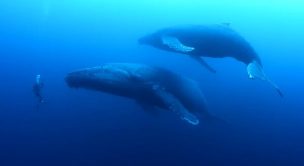 Ο βουβός θρήνος μιας φάλαινας - Δύτες καταγράφουν το σπάνιο φαινόμενο μετά το χαμό του μωρού της