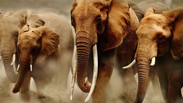 Βρήκαν μυστικό γονίδιο ζόμπι που σκοτώνει τον καρκίνο και υπάρχει μόνο στους ελέφαντες