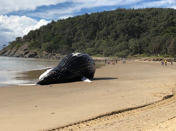 Μετακίνησαν το κουφάρι φάλαινας 18 τόνων από παραλία του Σίδνεϊ για να αποφευχθεί πιθανή έκρηξη