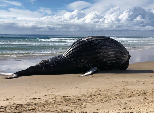 Μετακίνησαν το κουφάρι φάλαινας 18 τόνων από παραλία του Σίδνεϊ για να αποφευχθεί πιθανή έκρηξη