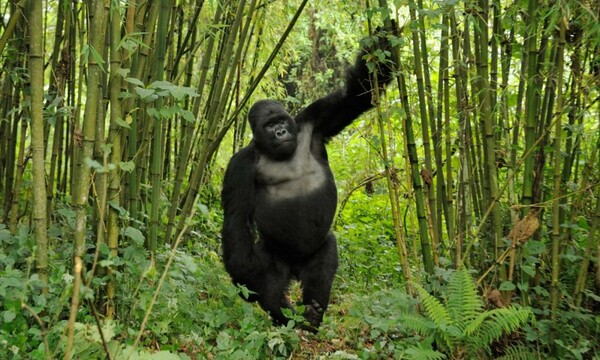 Οργή με αποκάλυψη πως οι Κινέζοι θέλουν μυστικό deal για να πάρουν άγρια ζώα από το Κονγκό