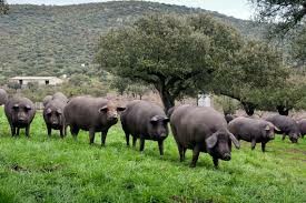 Πλέον τα γουρούνια στην Ισπανία είναι περισσότερα από τους ανθρώπους και αυτό δεν είναι καλό
