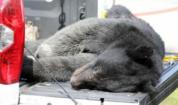 Οργή για τους κατοίκους της Φλόριντα που από σήμερα και για μια εβδομάδα σκοτώνουν αρκούδες