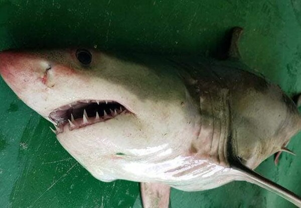 Ψαράδες έπιασαν λευκό καρχαρία της Μεσογείου στο Αιγαίο
