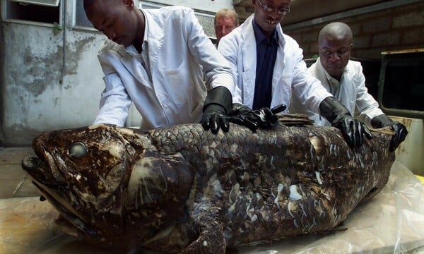 Προϊστορικό ψάρι που εμφανίστηκε στη Γη πριν από τους δεινόσαυρους κινδυνεύει με εξαφάνιση από την εξόρυξη πετρελαίου