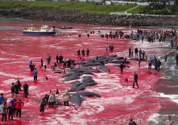 Λουτρό αίματος στις Φερόες από την «παραδοσιακή» σφαγή εκατοντάδων φαλαινών - Σκληρές εικόνες