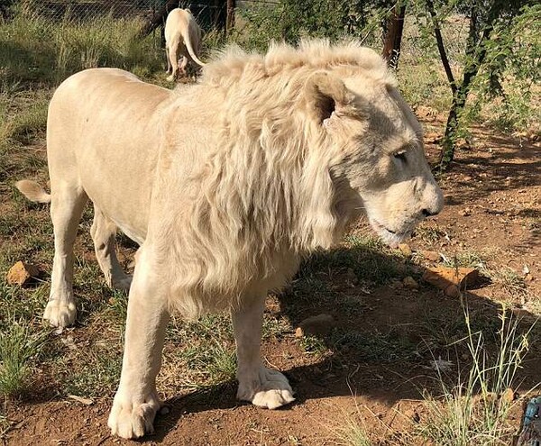 Κατακρεούργησαν λιοντάρια σε πάρκο άγριας ζωής για να χρησιμοποιήσουν τα μέλη τους σε τελετές μαγείας