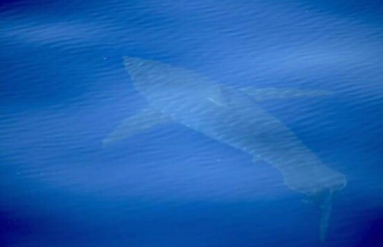 Πρώτη φορά μεγάλος λευκός καρχαρίας στη θάλασσα της Ισπανίας