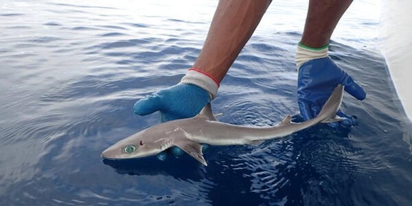 Νέο είδος καρχαρία ανακαλύφθηκε στις ΗΠΑ