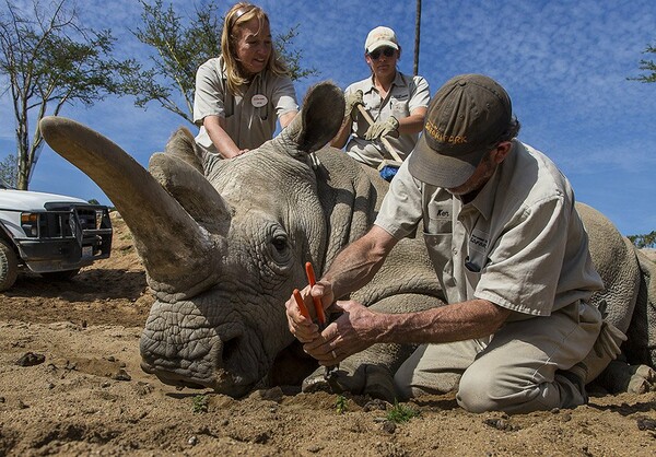 Πέθανε η Νόλα, ένας από τους τέσσερις λευκούς ρινόκερους του πλανήτη