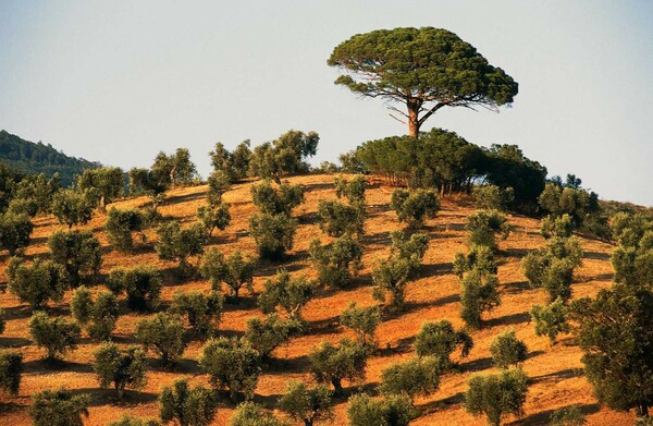 Έρευνα για μεγάλης έκτασης απάτη με το ιταλικό ελαιόλαδο