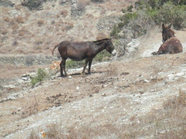 Παστούρωμα: Η βάρβαρη κακοποίηση των ζώων στα ελληνικά νησιά