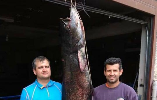 Ψαράδες έπιασαν τεράστιο γουλιανό 82 κιλών στην Κοζάνη