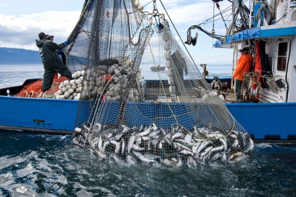ΟΗΕ: Το 1/3 των ψαριών που αλιεύονται δεν φτάνει καν στο τραπέζι