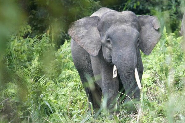Χωρικοί στη Μαλαισία πυροβόλησαν και σκότωσαν σπάνιο είδος ελέφαντα