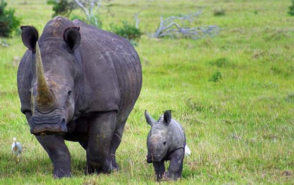 Αυτός ο μικρός ρινόκερος έμεινε ορφανός για ένα εκατοστό κέρατο και τώρα προσπαθεί να πλησιάσει άλλες μητέρες