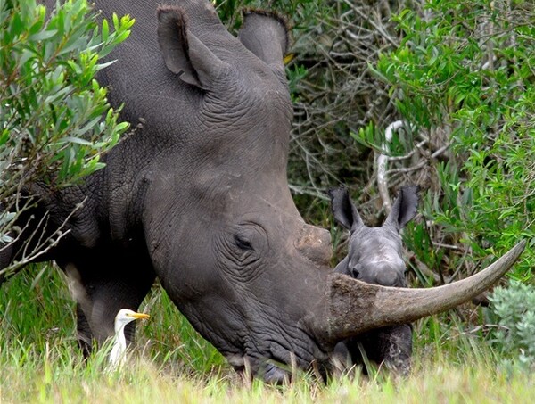 Αυτός ο μικρός ρινόκερος έμεινε ορφανός για ένα εκατοστό κέρατο και τώρα προσπαθεί να πλησιάσει άλλες μητέρες