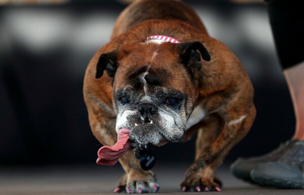 H Zα-Ζα πέθανε λίγο αφότου κέρδισε το στέμμα ως το ασχημότερο σκυλί του κόσμου