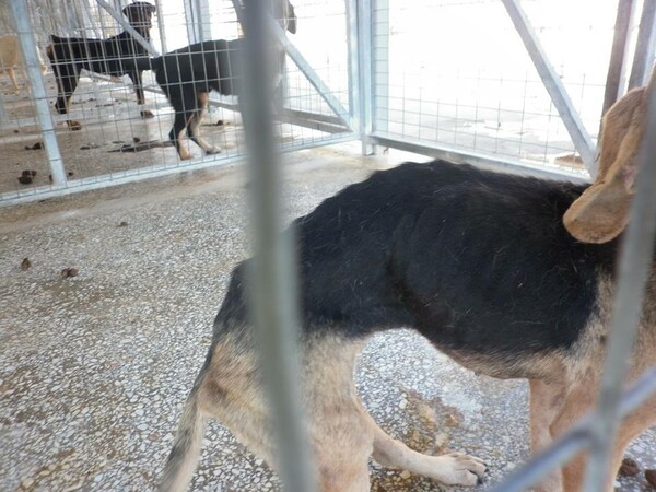 Σοκαριστικές εικόνες από το καταφύγιο ζώων στο Βόλο