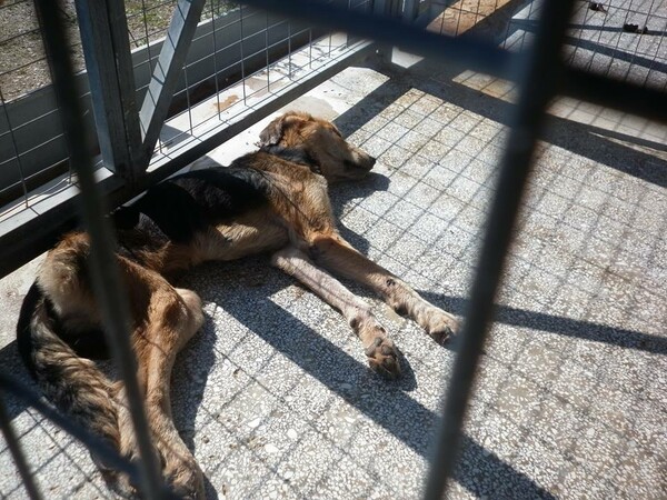 Σοκαριστικές εικόνες από το καταφύγιο ζώων στο Βόλο