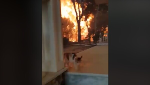 Σοκαριστικό βίντεο από την πυρκαγιά στο Μάτι: Γύρισε για να σώσει τη γάτα του και τον κύκλωσαν οι φλόγες