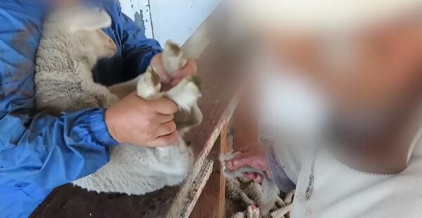 Ντουκουμέντα σοκ από την Peta - Φρικτές κακοποιήσεις προβάτων σε φάρμες μαλλιού