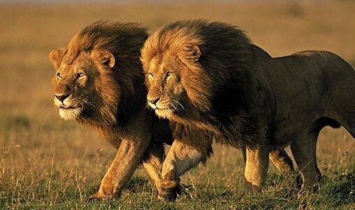Έρευνα: Τα μισά λιοντάρια της Αφρικής μπορεί να εξαφανιστούν μέσα σε 20 χρόνια