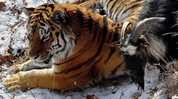 Ο τίγρης που αγάπησε την κατσίκα η οποία προοριζόταν για γεύμα του