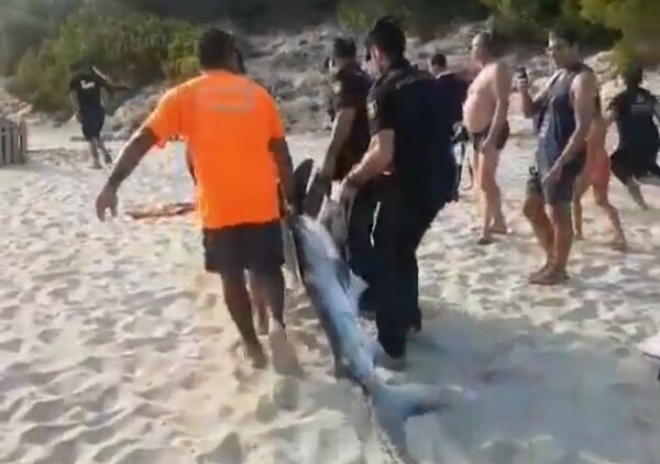 ΒΙΝΤΕΟ: Άρρωστος καρχαρίας προκαλεί τον πανικό στη Μαγιόρκα και βρίσκει τον θάνατο