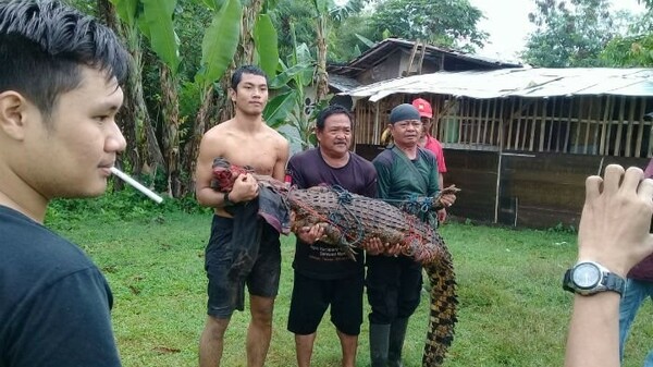 Οργισμένος όχλος σφαγίασε 300 κροκόδειλους «για εκδίκηση» στην Ινδονησία - [Σκληρές εικόνες]
