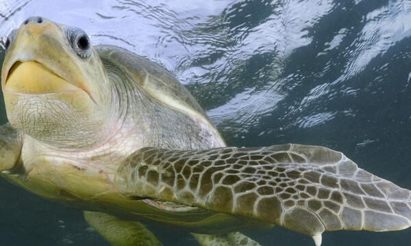Πάνω από 100 θαλάσσιες χελώνες βρέθηκαν νεκρές στις ακτές του Μεξικού