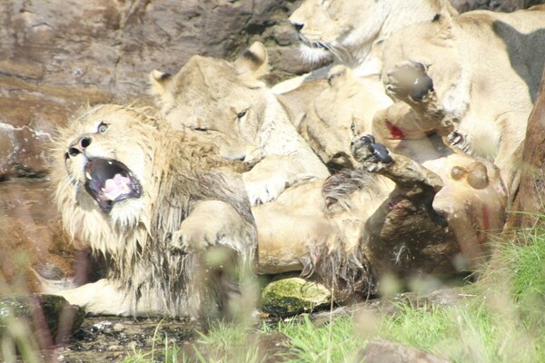 Η σπάνια στιγμή που λέαινες προσπαθούν να σκοτώσουν αρσενικό λιοντάρι