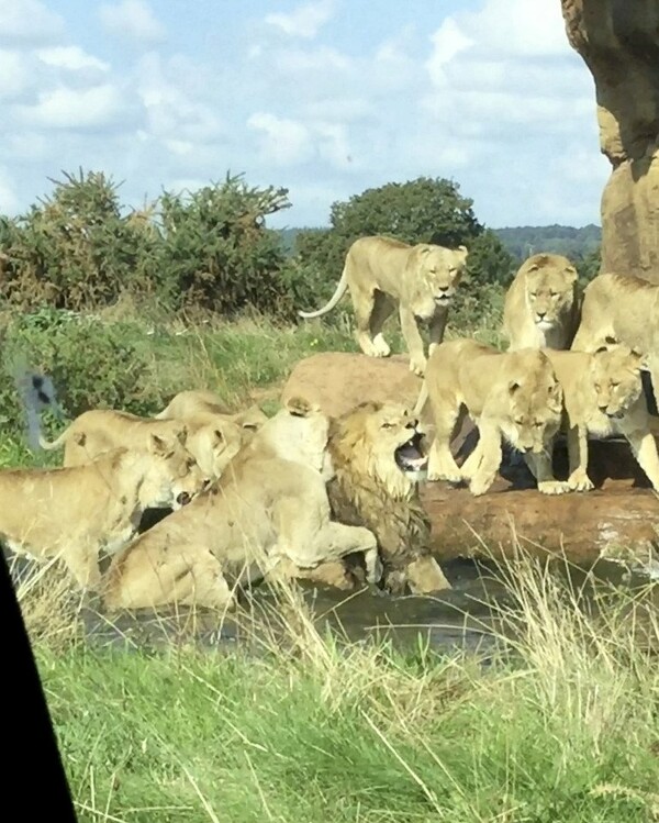 Η σπάνια στιγμή που λέαινες προσπαθούν να σκοτώσουν αρσενικό λιοντάρι