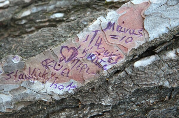 Σημείωμα σε δέντρο χάραξε η Βίκυ Σταμάτη
