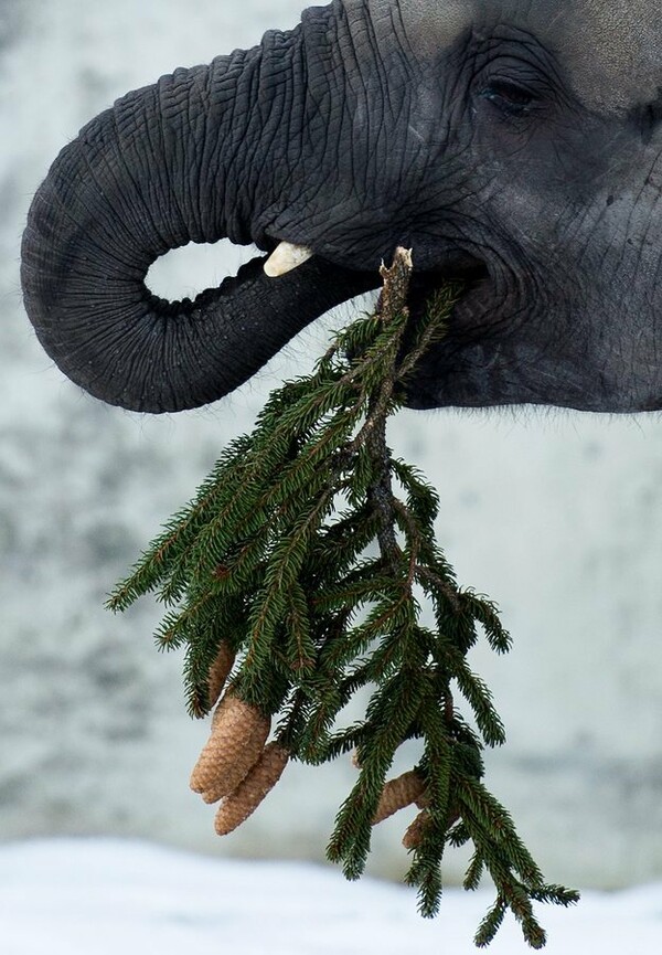 Σήμερα οι ελέφαντες τρώνε τα Χριστουγεννιάτικα δέντρα