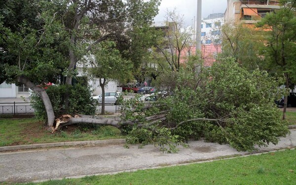 Πτώσεις δένδρων λόγω ισχυρών ανέμων στη Θεσσαλονίκη- Ανησυχία για τη φωτιά που είναι σε εξέλιξη