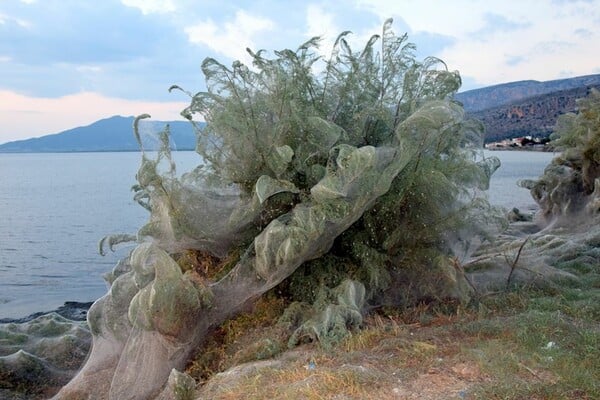 Εντυπωσιακό φαινόμενο στο Αιτωλικό: Ιστός από αράχνες κάλυψε 300 μέτρα βλάστησης