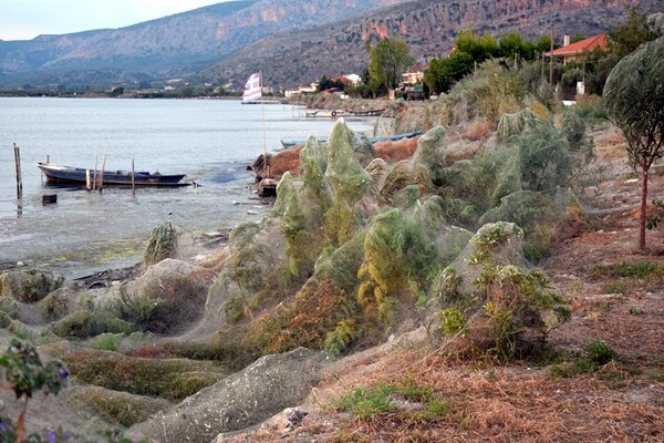 Εντυπωσιακό φαινόμενο στο Αιτωλικό: Ιστός από αράχνες κάλυψε 300 μέτρα βλάστησης