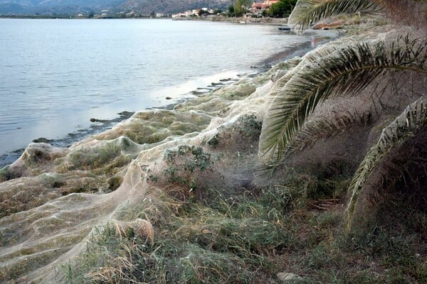 Εντυπωσιακό φαινόμενο στο Αιτωλικό: Ιστός από αράχνες κάλυψε 300 μέτρα βλάστησης