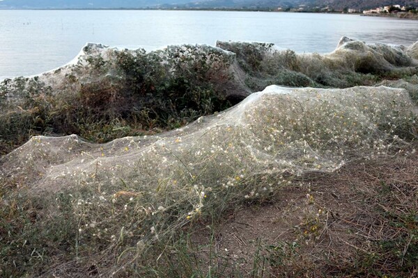 Εντυπωσιακό φαινόμενο στο Αιτωλικό: Ιστός από αράχνες κάλυψε 300 μέτρα βλάστησης