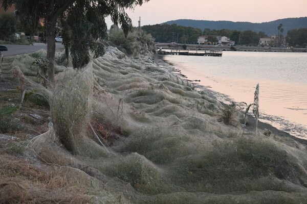 Εντυπωσιακό φαινόμενο στο Αιτωλικό: Ιστός από αράχνες κάλυψε 300 μέτρα βλάστησης