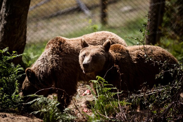 Δυο πρώην αιχμάλωτες αρκούδες έπεσαν σε χειμερία νάρκη μετά από 23 χρόνια "αϋπνίας"