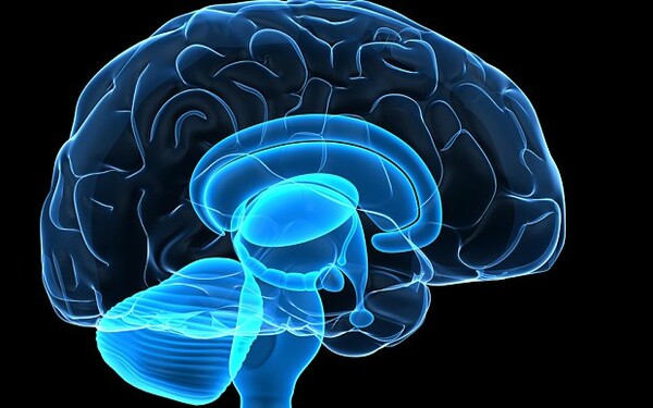 Ο ανθρώπινος εγκέφαλος μπορεί να αποθηκεύσει όγκο πληροφοριών ίσο με ολόκληρο το ίντερνετ