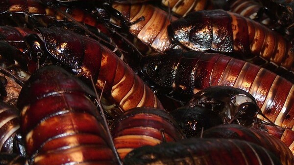 Κατσαρίδες στην αντιμετώπιση απορριμάτων της κουζίνας