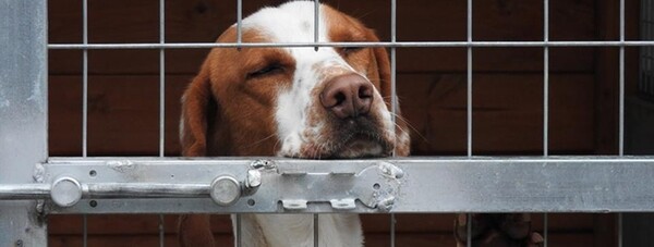 11 ''σπαραξικάρδιες'' δικαιολογίες ιδιοκτητών που παράτησαν το σκύλο τους