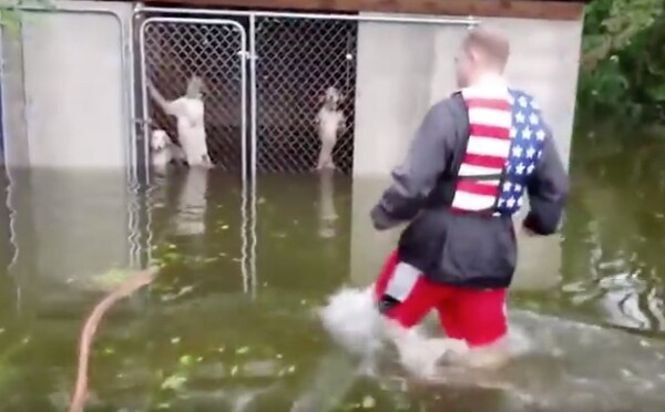 Εθελοντής έσωσε 6 σκύλους από τις πλημμύρες του τυφώνα Φλόρενς - ΒΙΝΤΕΟ