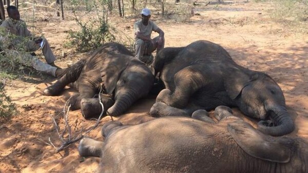Σχεδόν 90 ελέφαντες θανατώθηκαν από λαθροθήρες κοντά σε καταφύγιο της Μποτσουάνα (ΣΚΛΗΡΕΣ ΕΙΚΟΝΕΣ)